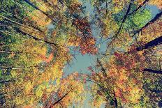 Sun Shining through Leaves in an Autumn Forest - Retro, Faded, Instagram-SHS Photography-Photographic Print