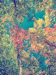 Autumn Tree Leaves - Instagram-SHS Photography-Photographic Print