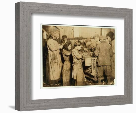 Shuckers Aged About 10 Opening Oysters in the Varn and Platt Canning Company-Lewis Wickes Hine-Framed Photographic Print