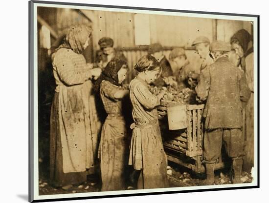 Shuckers Aged About 10 Opening Oysters in the Varn and Platt Canning Company-Lewis Wickes Hine-Mounted Photographic Print