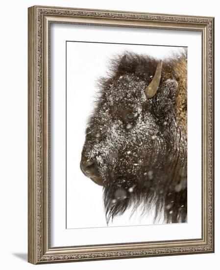 Shuffleware-Craig Satterlee-Framed Photographic Print