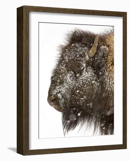 Shuffleware-Craig Satterlee-Framed Photographic Print