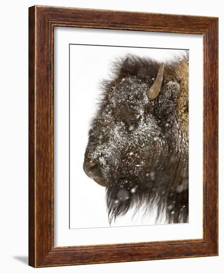 Shuffleware-Craig Satterlee-Framed Photographic Print