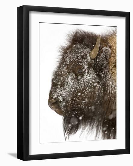 Shuffleware-Craig Satterlee-Framed Photographic Print