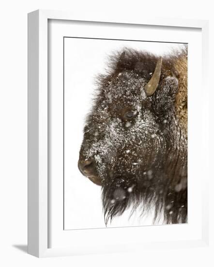 Shuffleware-Craig Satterlee-Framed Photographic Print