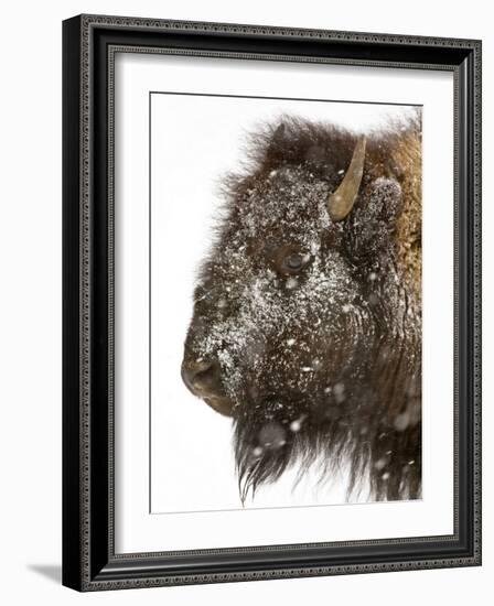 Shuffleware-Craig Satterlee-Framed Photographic Print