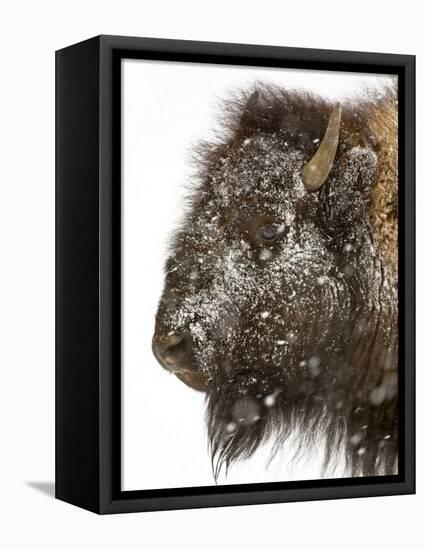 Shuffleware-Craig Satterlee-Framed Premier Image Canvas