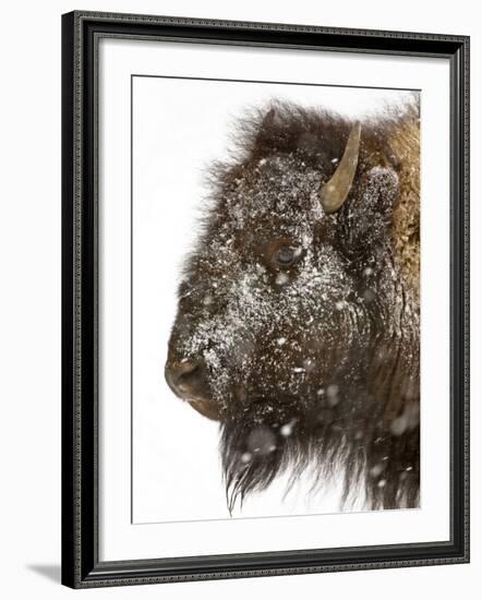 Shuffleware-Craig Satterlee-Framed Photographic Print