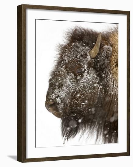 Shuffleware-Craig Satterlee-Framed Photographic Print