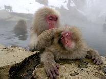 Japanese Macaque Monkeys Groom Each Other-Shuji Kajiyama-Photographic Print