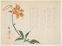 Tiger Lily, C.1861-64-Shumpo-Framed Premier Image Canvas