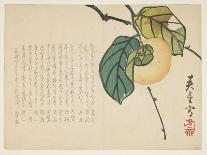 Daikon Radish, January 1864-Shunsei-Giclee Print