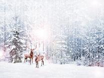 Forest in the Frost. Winter Landscape. Snow Covered Trees. Deer-Shutova Elena-Framed Premier Image Canvas