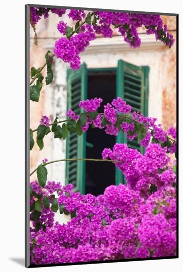 Shuttered Window and Blossom-Frank Fell-Mounted Photographic Print