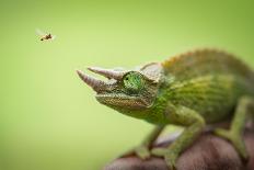 Hoverfly Flying Past a Jackson's Chameleon (Trioceros Jacksonii)-Shutterjack-Laminated Photographic Print