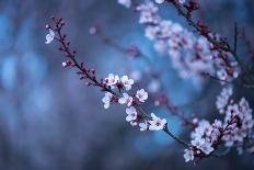 Winter Bloom of Blackthorn Tree-Shutterjack-Photographic Print