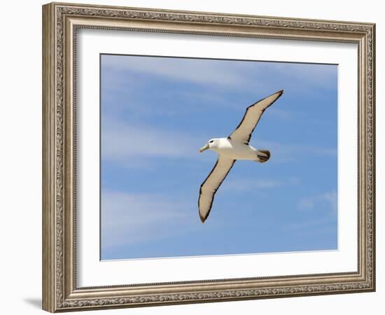 Shy Albatross in Flight, Bass Strait, Tasmania, Australia-Rebecca Jackrel-Framed Photographic Print