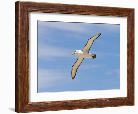 Shy Albatross in Flight, Bass Strait, Tasmania, Australia-Rebecca Jackrel-Framed Photographic Print