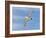 Shy Albatross in Flight, Bass Strait, Tasmania, Australia-Rebecca Jackrel-Framed Photographic Print