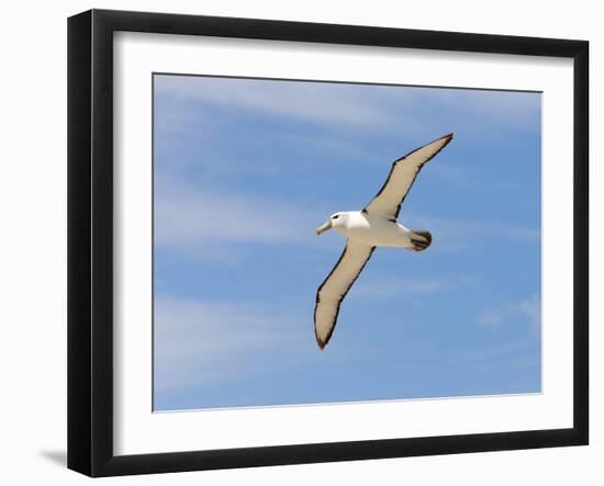 Shy Albatross in Flight, Bass Strait, Tasmania, Australia-Rebecca Jackrel-Framed Photographic Print