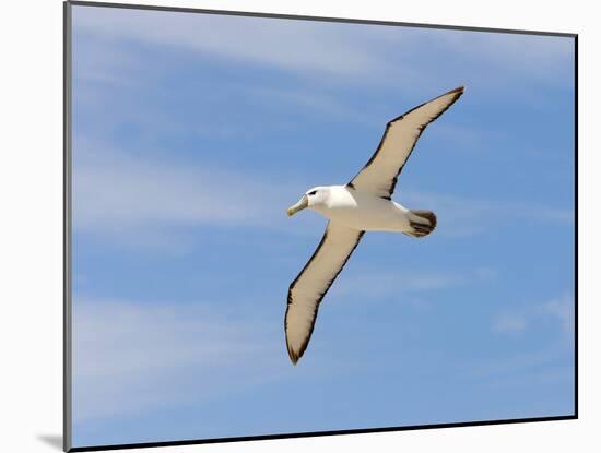 Shy Albatross in Flight, Bass Strait, Tasmania, Australia-Rebecca Jackrel-Mounted Photographic Print