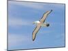 Shy Albatross in Flight, Bass Strait, Tasmania, Australia-Rebecca Jackrel-Mounted Photographic Print