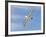 Shy Albatross in Flight, Bass Strait, Tasmania, Australia-Rebecca Jackrel-Framed Photographic Print