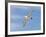 Shy Albatross in Flight, Bass Strait, Tasmania, Australia-Rebecca Jackrel-Framed Photographic Print
