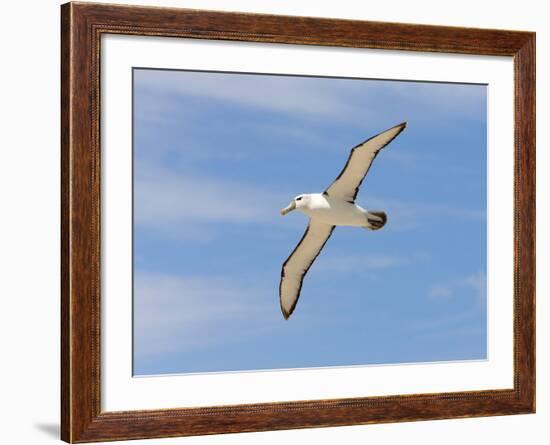 Shy Albatross in Flight, Bass Strait, Tasmania, Australia-Rebecca Jackrel-Framed Photographic Print