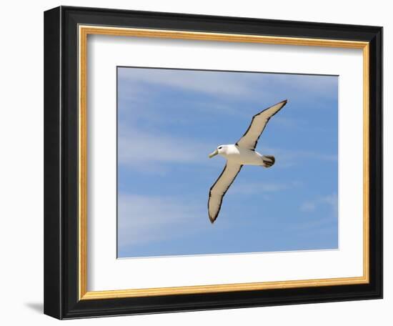 Shy Albatross in Flight, Bass Strait, Tasmania, Australia-Rebecca Jackrel-Framed Photographic Print