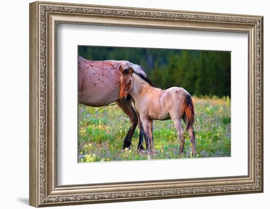 Shy Boy-Lisa Dearing-Framed Photographic Print