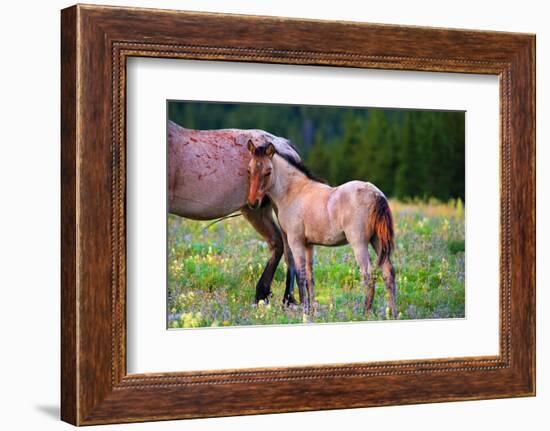 Shy Boy-Lisa Dearing-Framed Photographic Print