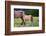 Shy Boy-Lisa Dearing-Framed Photographic Print