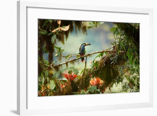 Shy High Altitude Andean Colorful Plate-Billed Mountain Toucan Andigena Laminirostris Perched on Mo-Martin Mecnarowski-Framed Photographic Print