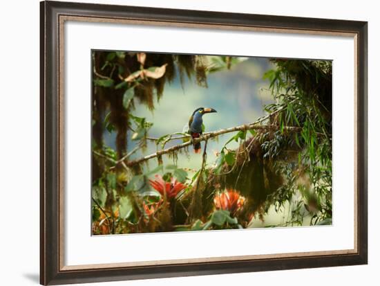 Shy High Altitude Andean Colorful Plate-Billed Mountain Toucan Andigena Laminirostris Perched on Mo-Martin Mecnarowski-Framed Photographic Print