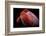 Shy-Ilias Nikoloulis-Framed Photographic Print