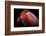 Shy-Ilias Nikoloulis-Framed Photographic Print