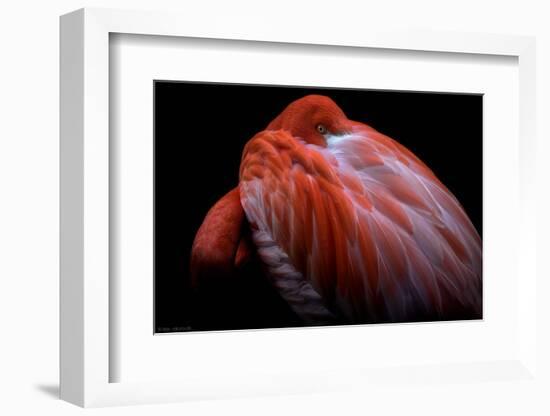 Shy-Ilias Nikoloulis-Framed Photographic Print