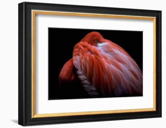 Shy-Ilias Nikoloulis-Framed Photographic Print