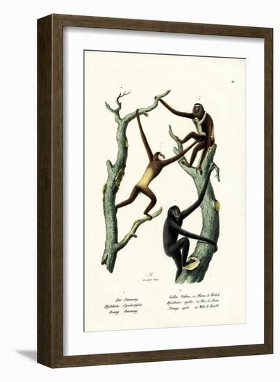 Siamang, 1824-Karl Joseph Brodtmann-Framed Giclee Print