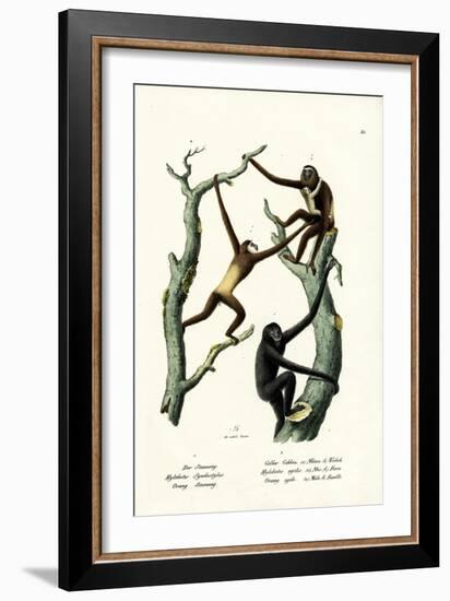 Siamang, 1824-Karl Joseph Brodtmann-Framed Giclee Print