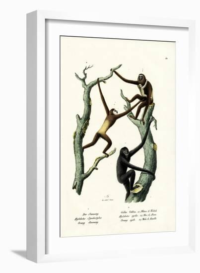 Siamang, 1824-Karl Joseph Brodtmann-Framed Giclee Print