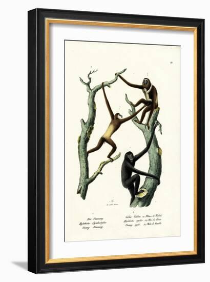 Siamang, 1824-Karl Joseph Brodtmann-Framed Giclee Print