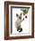 Siamese Cat and Bauble-Fab Funky-Framed Art Print