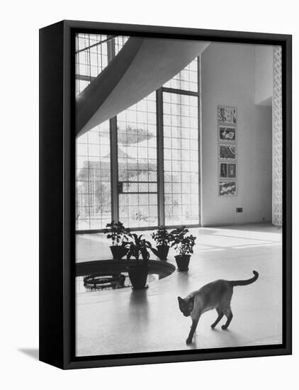 Siamese Cat in Reception Hall of Residence of Us Ambassador to India-James Burke-Framed Premier Image Canvas