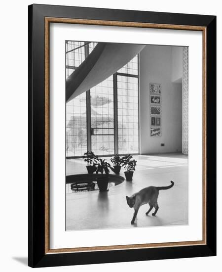 Siamese Cat in Reception Hall of Residence of Us Ambassador to India-James Burke-Framed Photographic Print