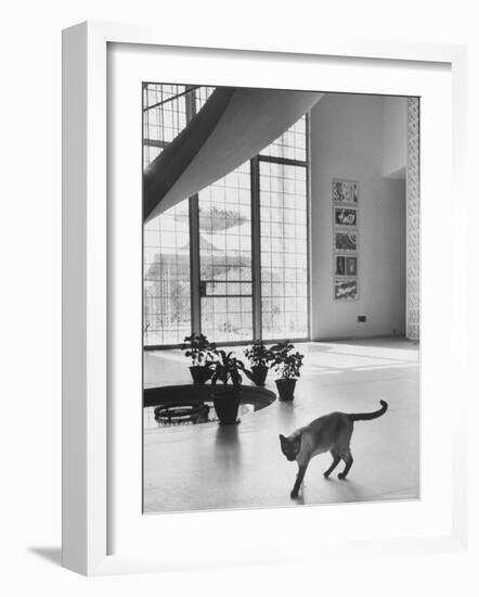 Siamese Cat in Reception Hall of Residence of Us Ambassador to India-James Burke-Framed Photographic Print