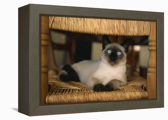 Siamese Cat on Chair-DLILLC-Framed Premier Image Canvas