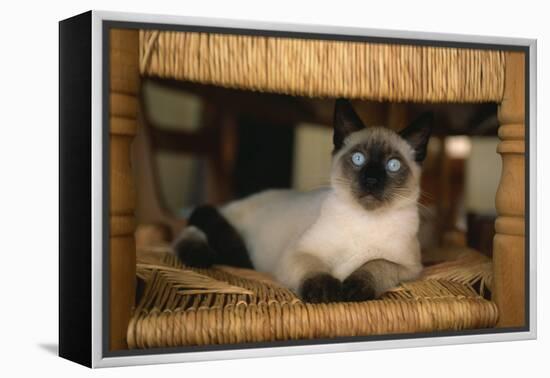 Siamese Cat on Chair-DLILLC-Framed Premier Image Canvas