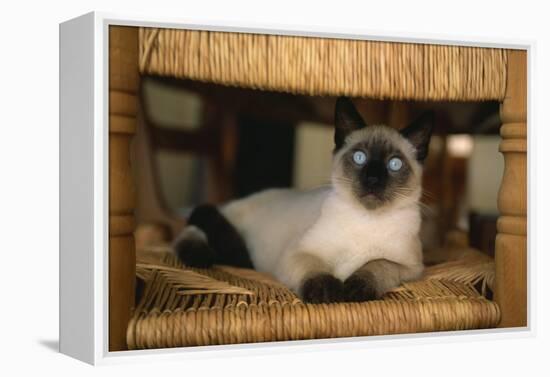 Siamese Cat on Chair-DLILLC-Framed Premier Image Canvas